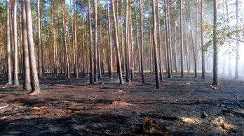 Pożar lasu w Nadleśnictwie Bobolice